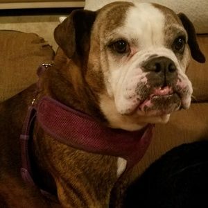 Meet your Posher, Abby